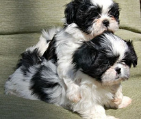 Shihtzu