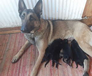 Saksanpaimenkoira/malinois pentuja