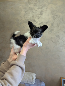 Papillon kucēni