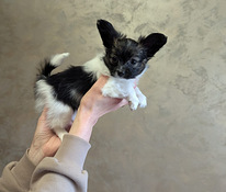 Papillon kucēni