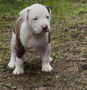 Amerikanpitbullterrieri pennut (2 valokuva sivusta 3)