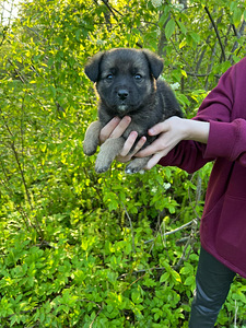 Väikest Kasvu koera kutsikad (1 foto / 8)