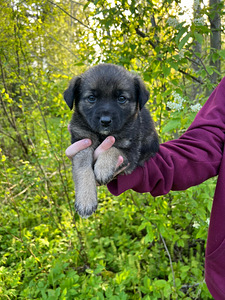 Väikest Kasvu koera kutsikad (2 foto / 8)