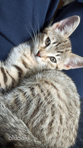 Ihastuttava tyttö pentu