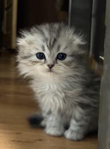Scottish Fold (2 foto no 6)