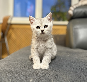 Scottish Fold (4 foto no 6)