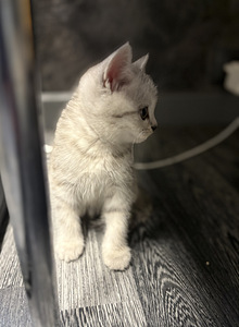 Scottish Fold (5 foto no 6)