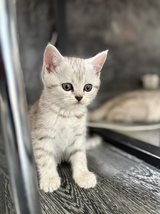 Scottish Fold (6 foto no 6)