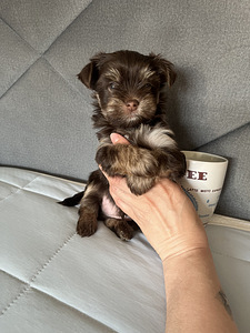 Yorkshire Mini Terrier kutsikad (2 foto / 10)