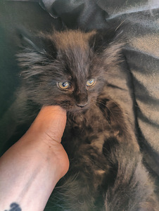 Maine Coon pennut (2 valokuva sivusta 2)