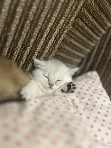 Шотландский котенок(прямоухая) (2 фото из 10)