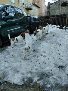 Jack Russelli terjeri kutsikad (7 foto / 8)