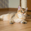 Британские короткошёрстные котята/ Briti kassipoeg (фото #1)