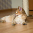 Британские короткошёрстные котята/ Briti kassipoeg (фото #3)