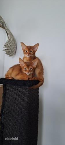 Абиссинские котята (фото #7)