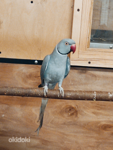 Александрийский попугай (фото #3)