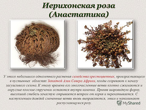 Иерихонская роза (2 фото из 3)