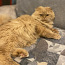 Кот на вязку (фото #3)