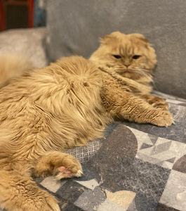 Кот на вязку (3 фото из 4)