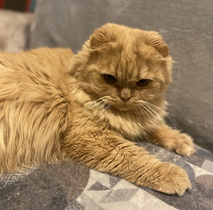 Кот на вязку (4 фото из 4)