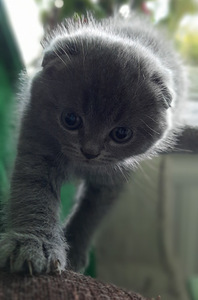 Scottish Fold/Straight (8 foto / 10)