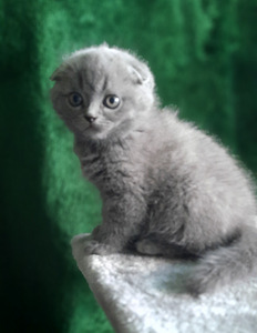 Scottish Fold/Straight (9 foto / 10)
