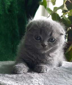 Scottish Fold/Straight (10 foto / 10)