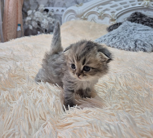Шотландская вислоухая (4 фото из 7)