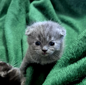Scottish Fold (2 foto / 9)
