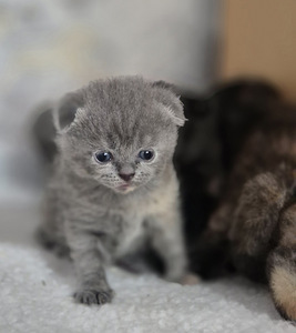 Scottish Fold (5 foto / 9)