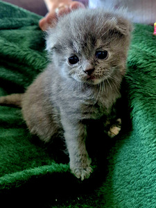 Scottish Fold (8 foto / 9)