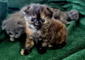 Scottish Fold (9 foto / 9)