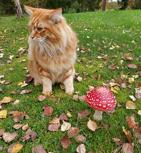 Ragdoll ja Maine Coon mix pentuja varattavissa