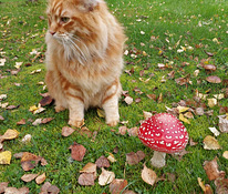Ragdoll ja Maine Coon mix pentuja varattavissa