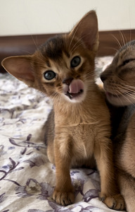 Abessiinia kassipojad / Abyssinian kittens (4 foto / 9)