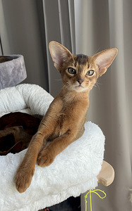 Абиссинские котята / Abyssinian kittens