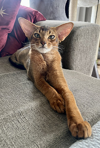 Abessiinia kassipojad / Abyssinian kittens