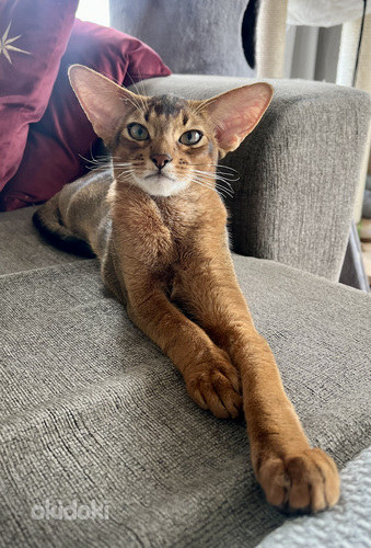 Abessiinia kassipojad / Abyssinian kittens