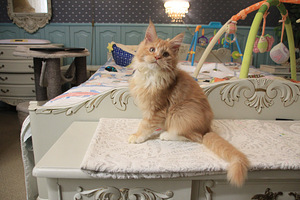 Maine Coon pentuja (2 valokuva sivusta 5)