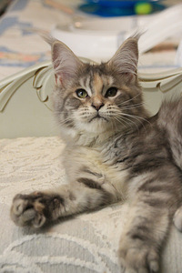 Maine Coon pentuja (3 valokuva sivusta 5)