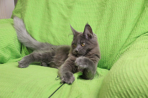 Maine Coon pentuja (2 valokuva sivusta 8)