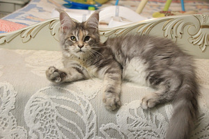 Maine Coon pentuja (3 valokuva sivusta 8)