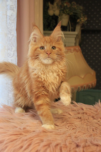 Maine Coon pentuja (6 valokuva sivusta 8)