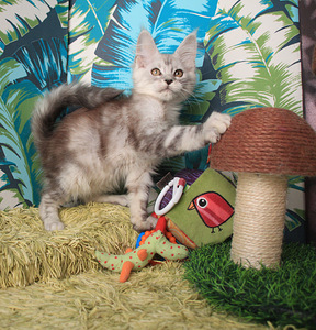 Maine Coon pentuja (5 valokuva sivusta 10)