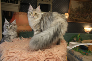 Maine Coon tyttö (1 valokuva sivusta 9)