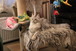 Maine Coon tyttö (7 valokuva sivusta 9)