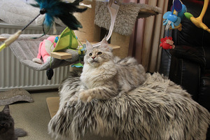 Maine Coon tyttö (8 valokuva sivusta 9)