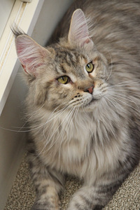 Maine Coon tyttö s. 19.05.24 (3 valokuva sivusta 7)