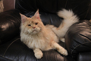 Maine Coon uros 2,5 vuotias, (1 valokuva sivusta 3)