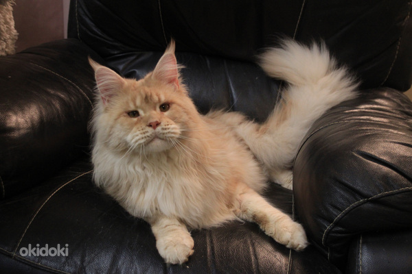 Maine Coon uros 2,5 vuotias,